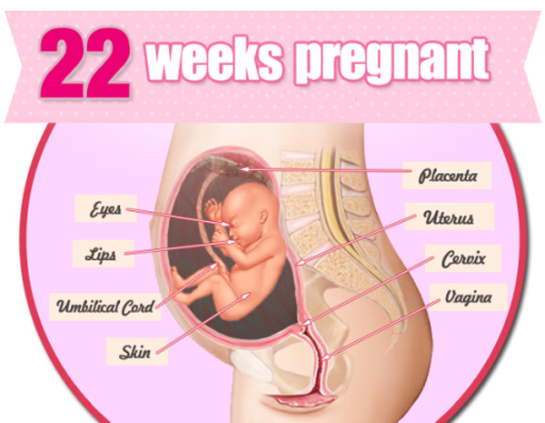 ba bau mang thai tuan 22 co the thay doi nhu the nao.jpg3  - Bà bầu mang thai tuần 22 cơ thể thay đổi như thế nào?