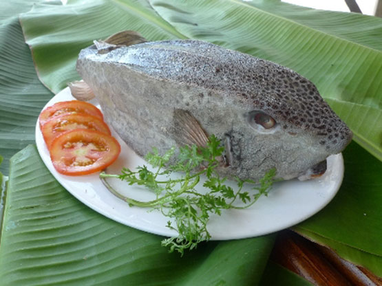 thuong thuc ca bo hom khi di du lich phan thiet - Thưởng thức cá bò hòm khi đi du lịch Phan Thiết               